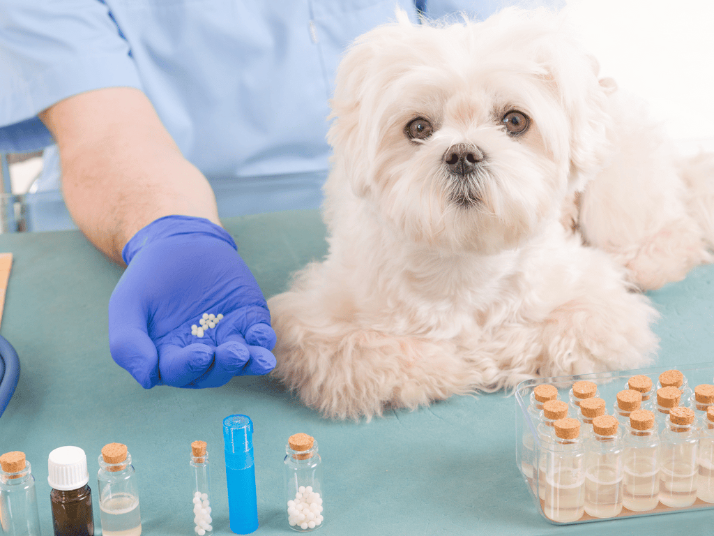 L’homéopathie pour chien - Tout ce que vous devez savoir!