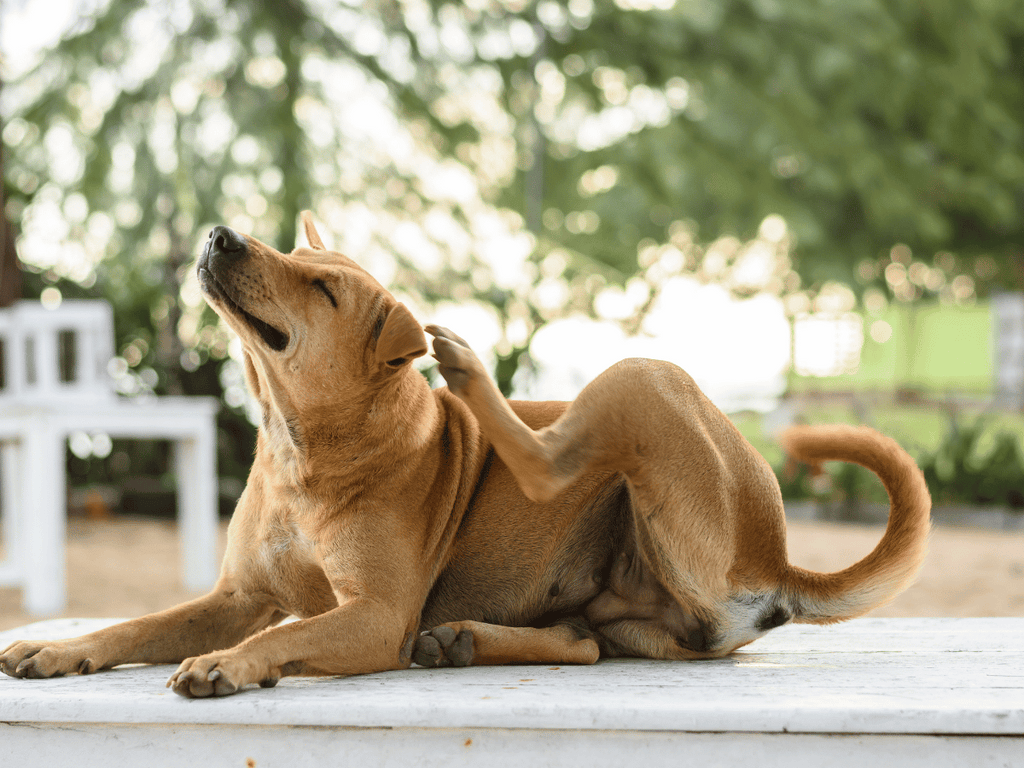 Votre chien se gratte-t-il et perd-il ses poils ? Voici 6 remèdes maison à connaître 2024