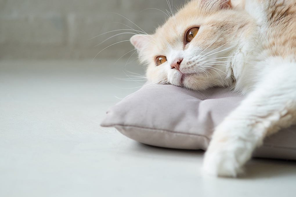 Cancer intestinal chez le chat : signes et options