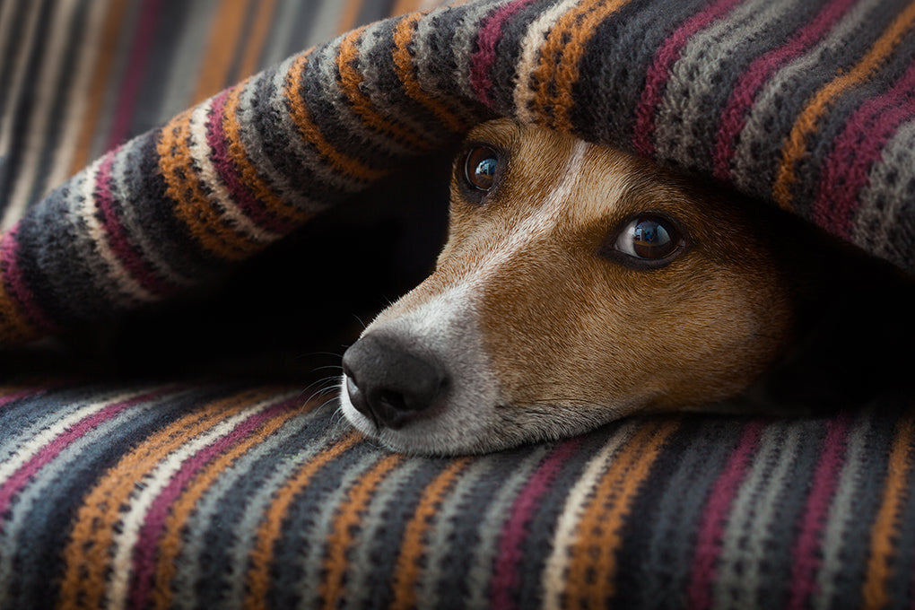 Qu'est-ce que le cancer du foie chez les chiens et comment soutenir son animal qui lutte contre ?