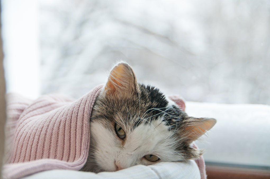 Cancer du poumon chez le chat : espérance de vie, causes et alternative