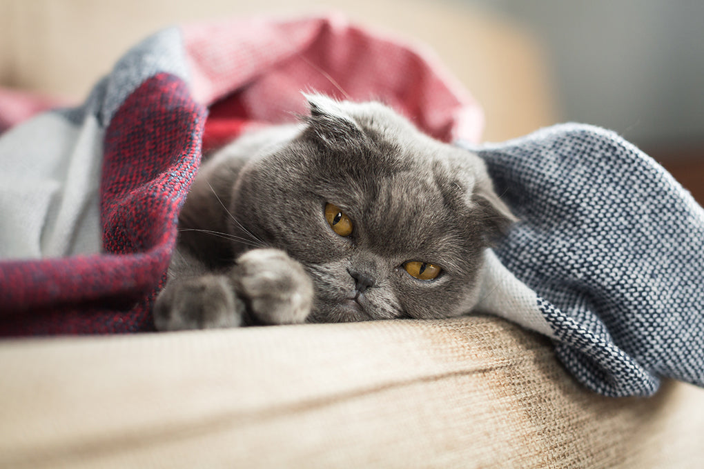 Les 3 types de lymphomes chez le chat : symptômes, espérance de vie et alternative