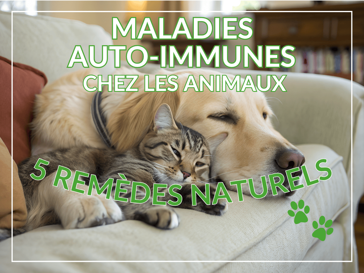 Un chien et un chat couchés ensemble sur un sofa. Ils souffrent de maladies auto-immunes et ont besoin des remèdes naturels de cet article!