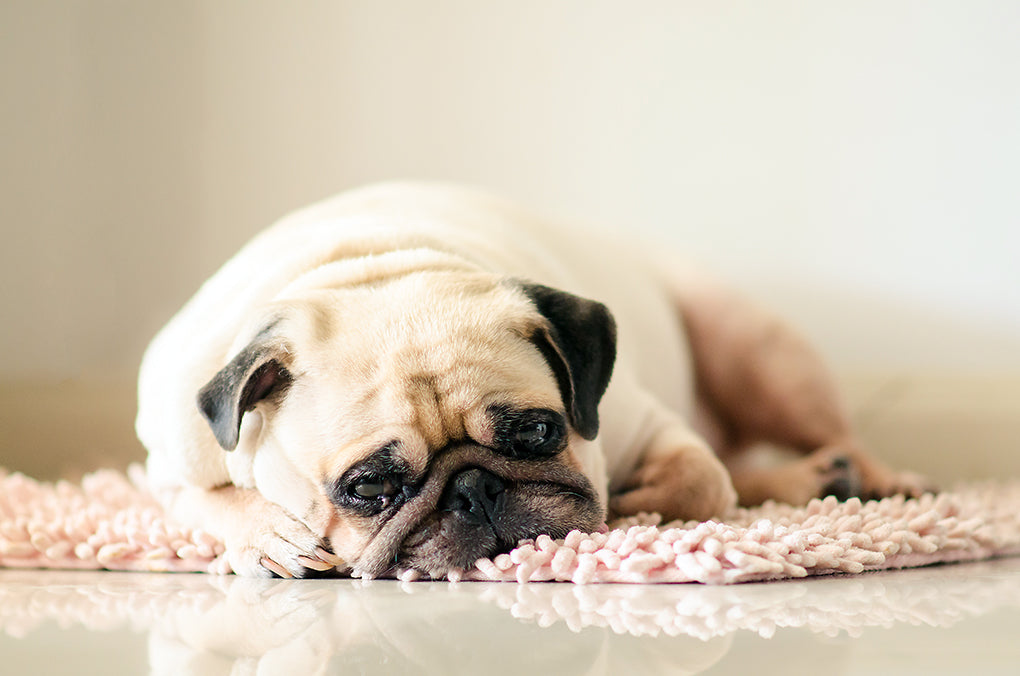 Tumeurs des mastocytes chez les chiens : symptômes, espérance de vie et options