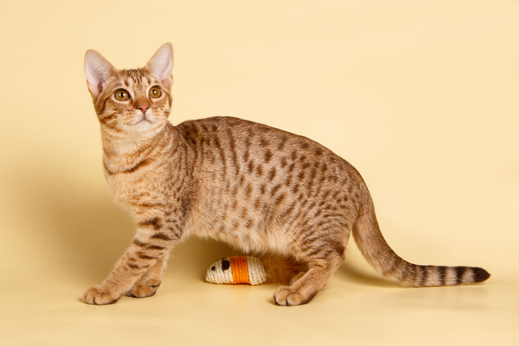 14 races de chats hypoallergéniques ou sans poil