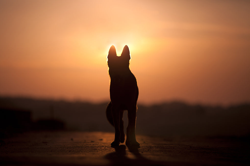 La crémation : comment rendre hommage à votre animal