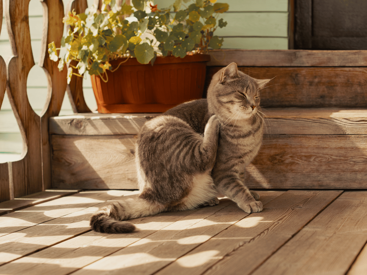 Chat domestique qui se gratte à l'extérieur sur le porche d'une maison. Il est atteint de puces et a besoin des remèdes naturels de cet article!