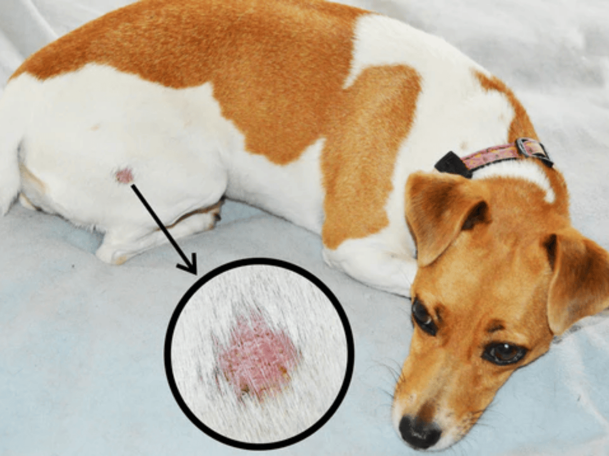6 remèdes naturels contre la teigne du chien à avoir dans votre checklist pour animaux de compagnie 2026