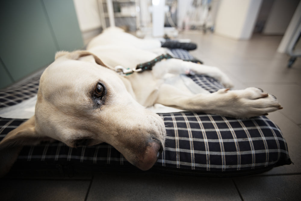 Comment identifier le syndrome de Cushing chez le chien, l'éviter ou le soulager ?