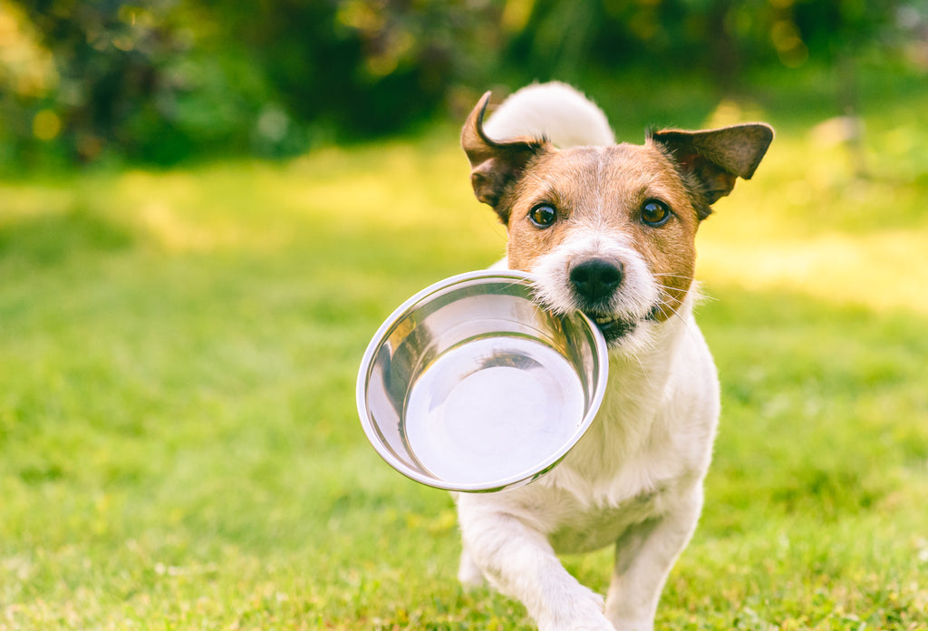 Les 14 meilleurs anti-inflammatoires entièrement naturels pour chiens