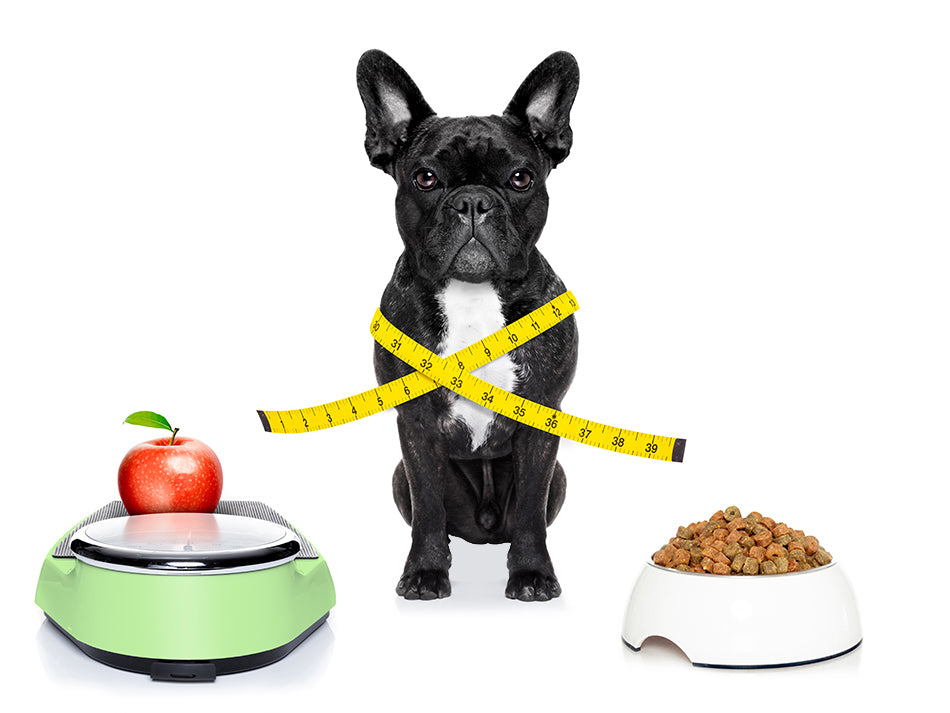 Problèmes de santé causés par un mauvais régime alimentaire de votre chien ou de votre chat