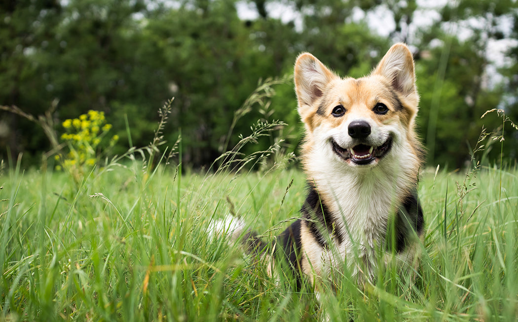 Votre animal de compagnie a lui aussi besoin d'une cure de détox !