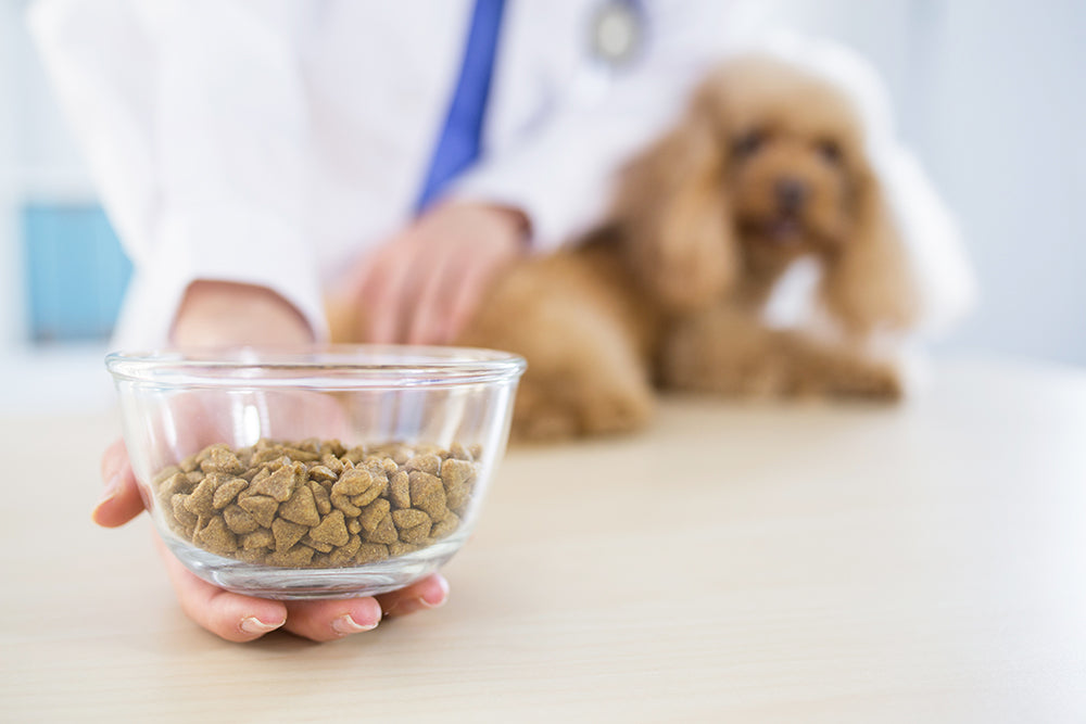 Pourquoi chaque chien et chat devrait aller chez un nutritionniste animalier