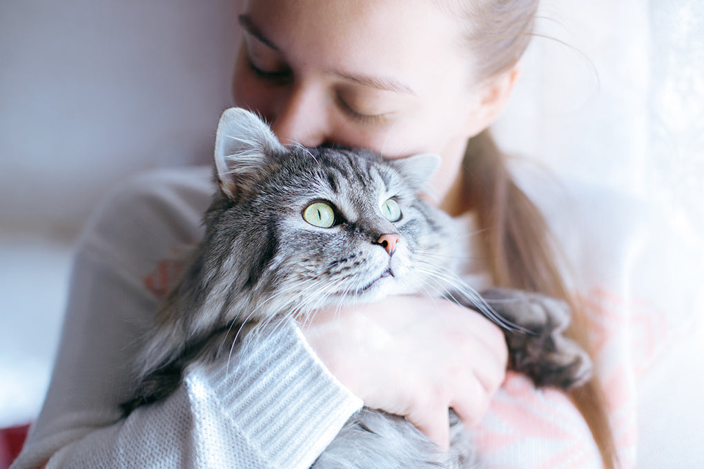 Comment identifier et soutenir naturellement les chats qui luttent contre un cancer de la peau