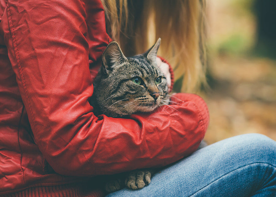 Snapshot of Cat Stomach Cancer Emaciated Appearance