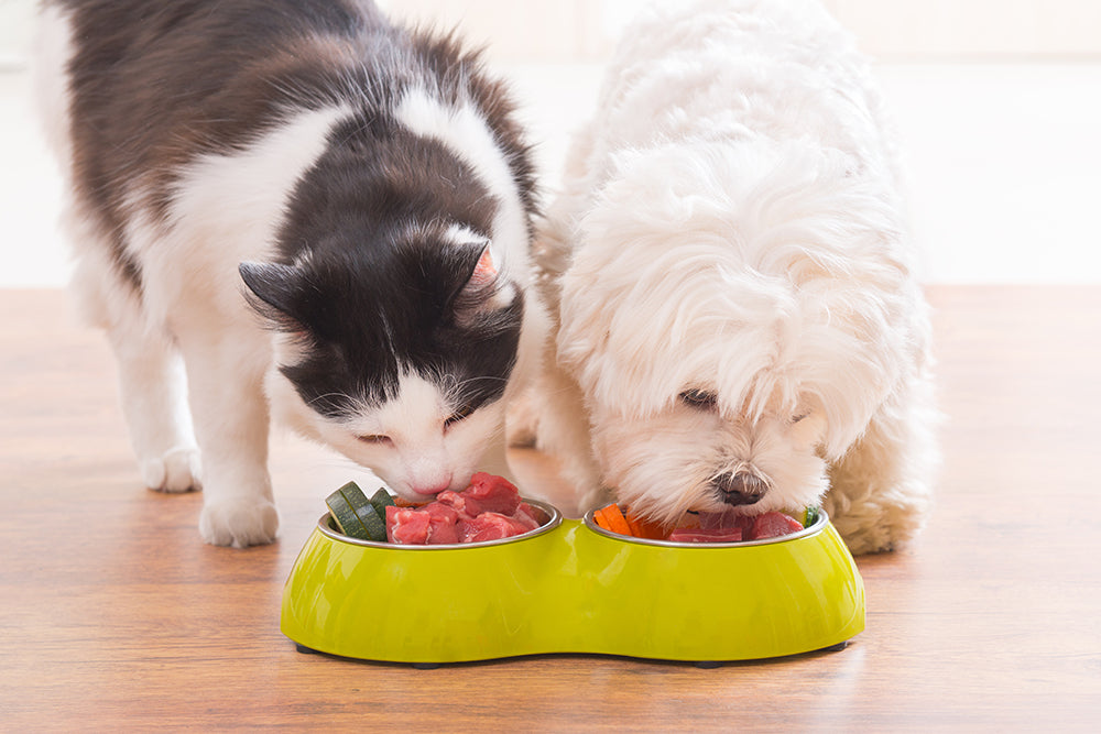 Comment prendre les meilleures décisions en ce qui concerne l'alimentation de vos animaux de compagnie