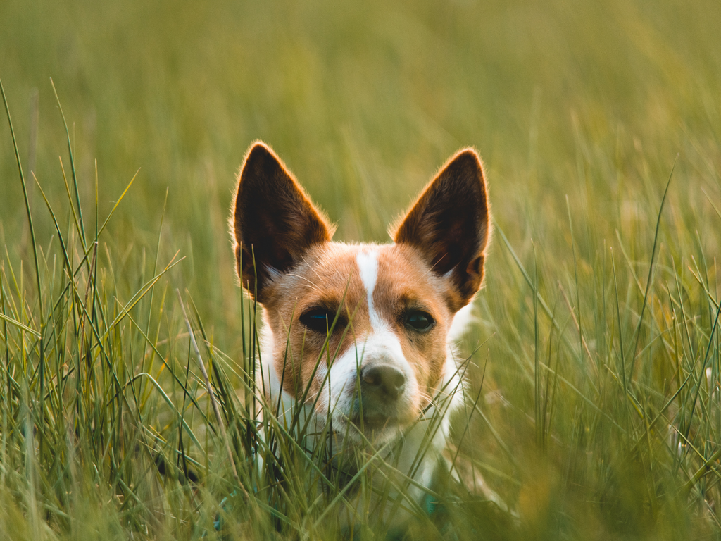 Découvrez les 4 meilleurs traitements naturels contre les tiques pour votre chien! 2024