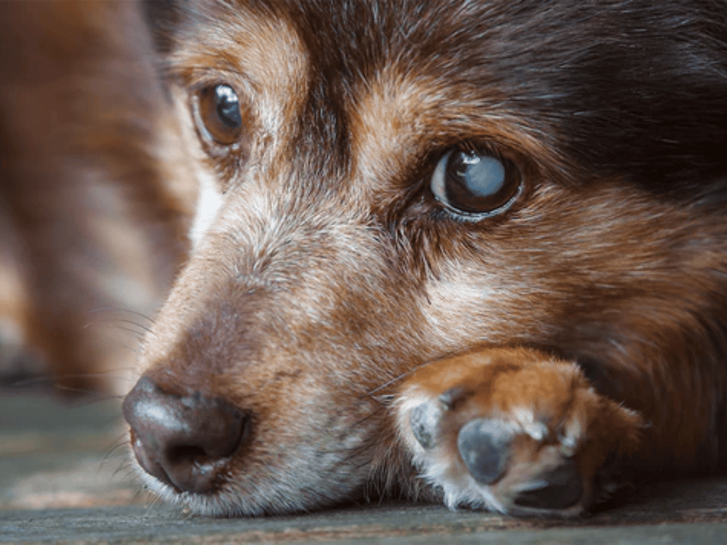 Comment soutenir naturellement votre chien qui a une cataracte?