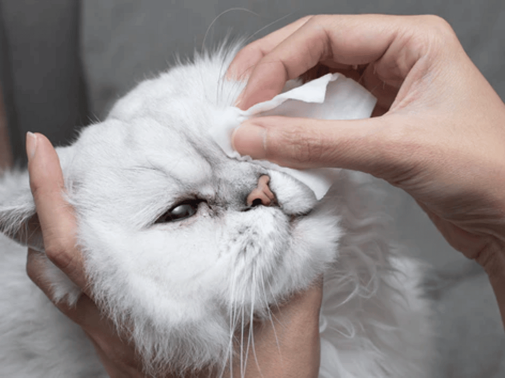 3 façons de faire face à la conjonctivite de votre chat avec des alternatives naturelles 2023