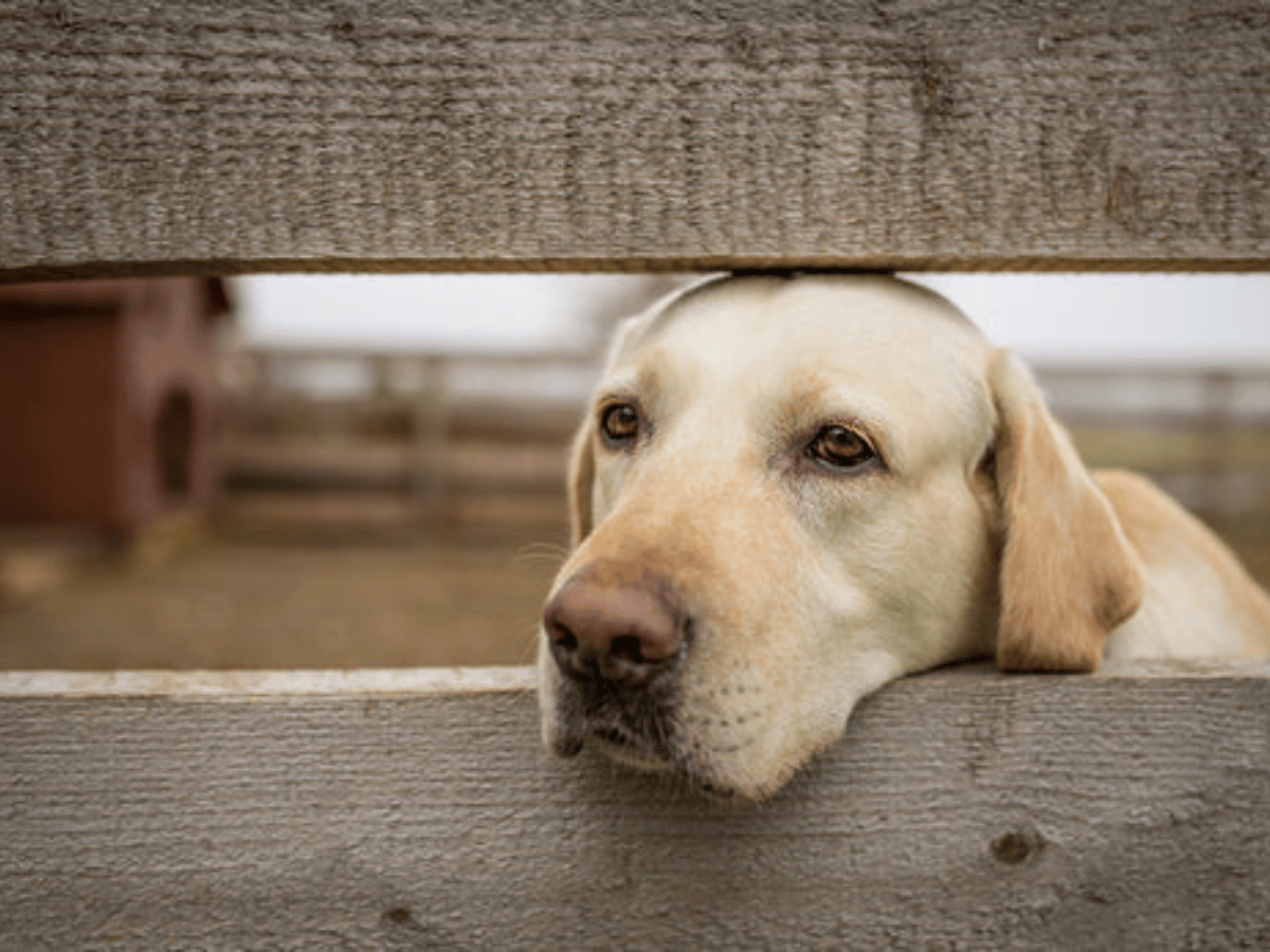 Chien golden retriever appuyant sa tête entre les deux planches de bois d'une clôture. Ce chien souffre d'infection urinaire et a besoin d'un remède naturel!