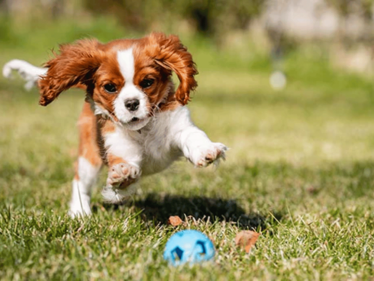 Chien king charles qui court après une balle à l'extérieur. Il est atteint de souffle au coeur et en besoin d'un remède naturel