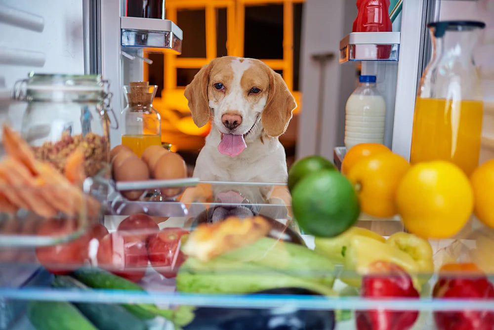 Qu’est-ce que les chiens peuvent manger et ne pas manger? Consultez notre guide complet