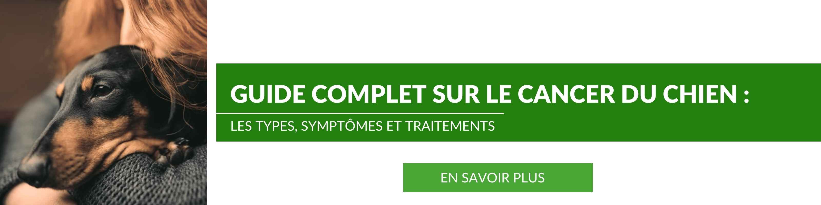 Propriétaire d'un chien teckel atteint d'un cancer qui colle son compagnon dans ses bras. Lisez notre guide complet pour soutenir naturellement un chien atteint du cancer.