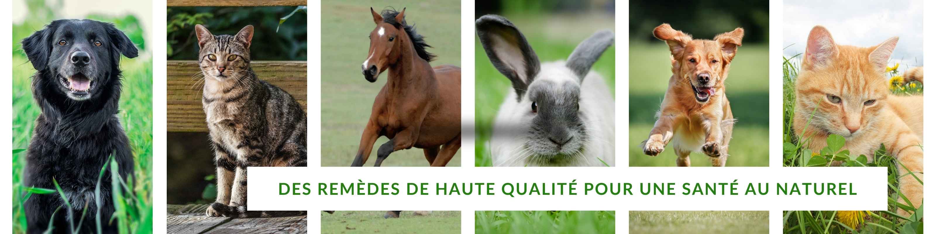 Un chien qui saute, un chat couché dans la pelouse, un cheval qui court, un lapin dans l'herbe... tous ces animaux peuvent bénéficier des remèdes de haute qualité d'HomeoAnimo pour une bonne santé au naturel!