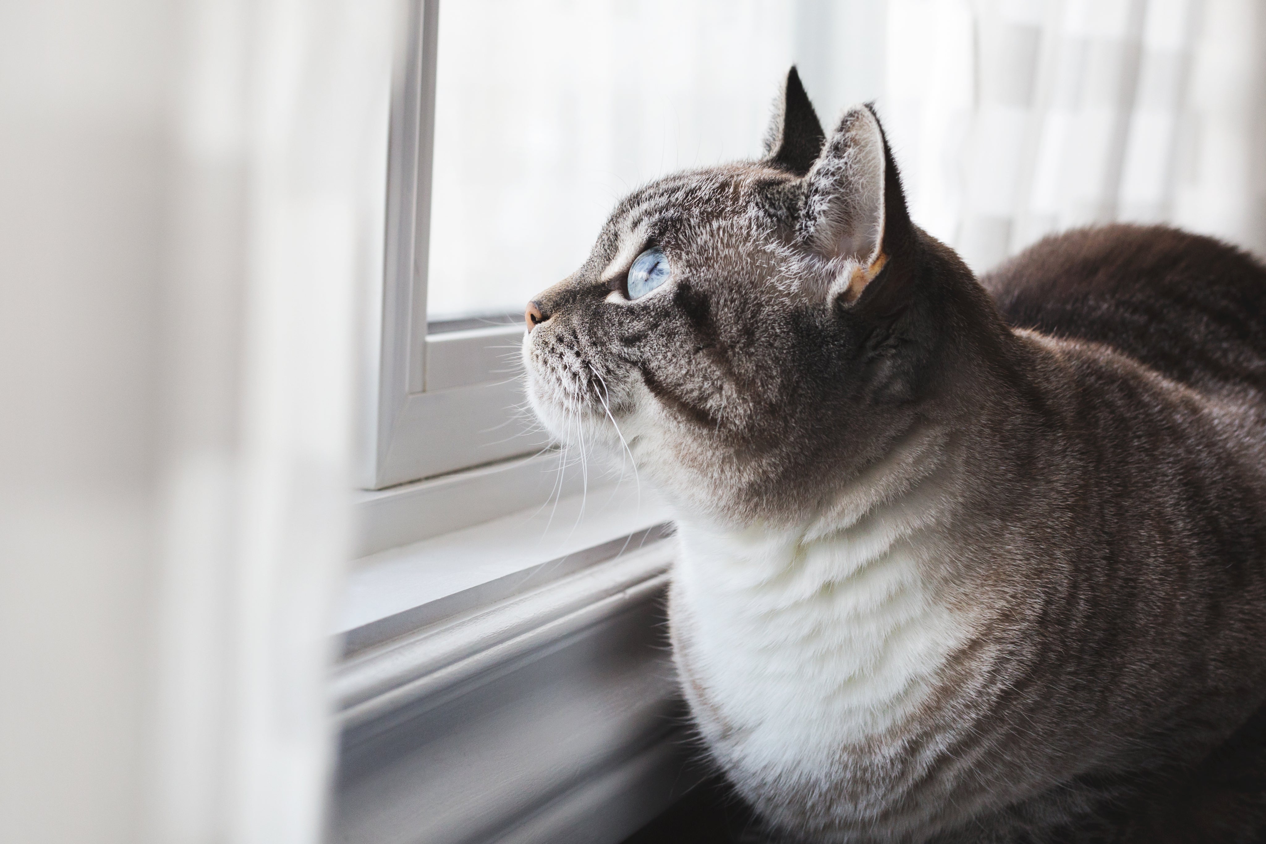 Chat gris et blanc qui regarde par la fenêtre. Il a besoin des remèdes naturels d'HomeoAnimo de la collection "Émotions & Comportements".