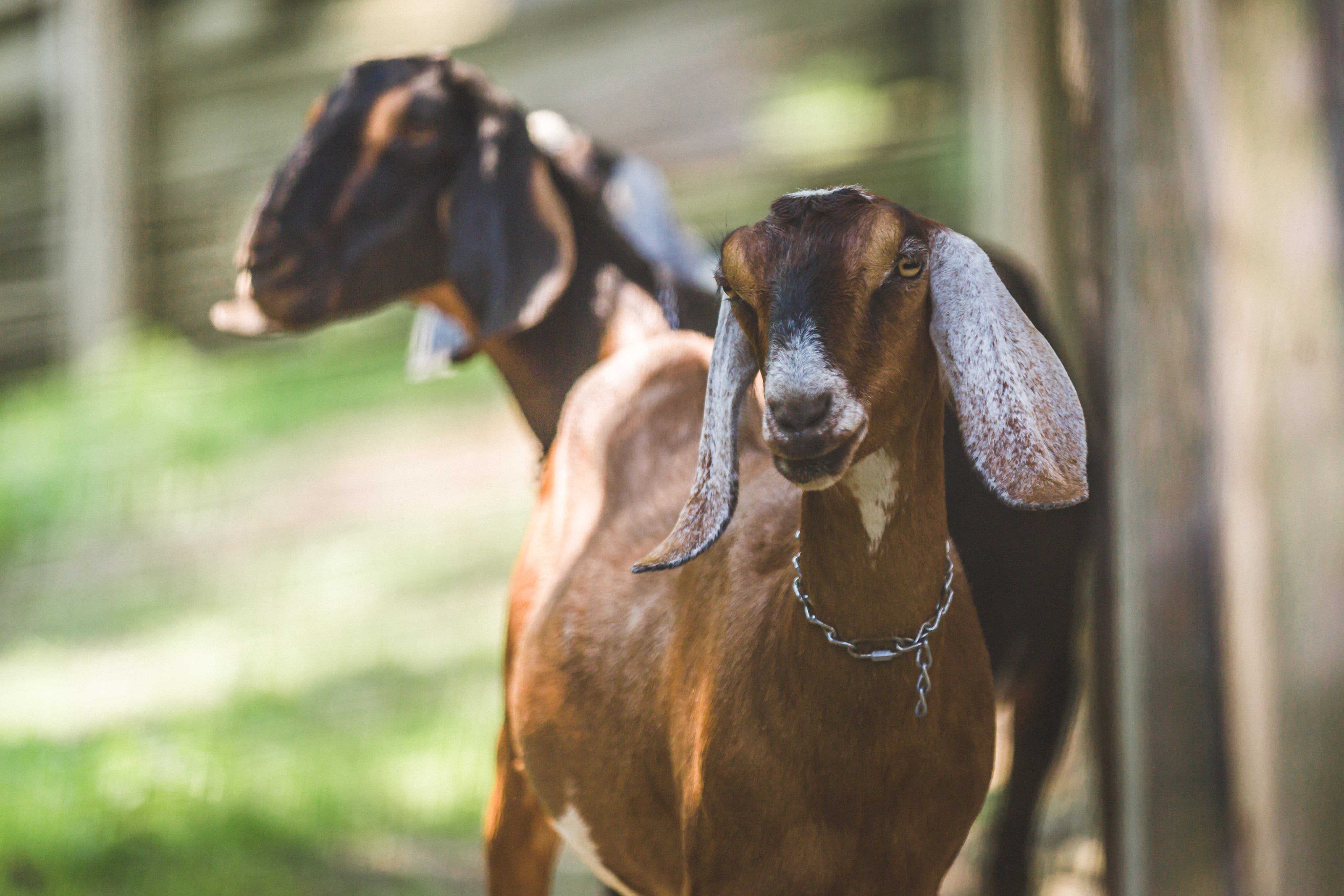 Deux chèvres dans une ferme. Elles ont besoin des remèdes naturels d'HomeoAnimo de la collection "Oreilles, yeux, bouche & nez".