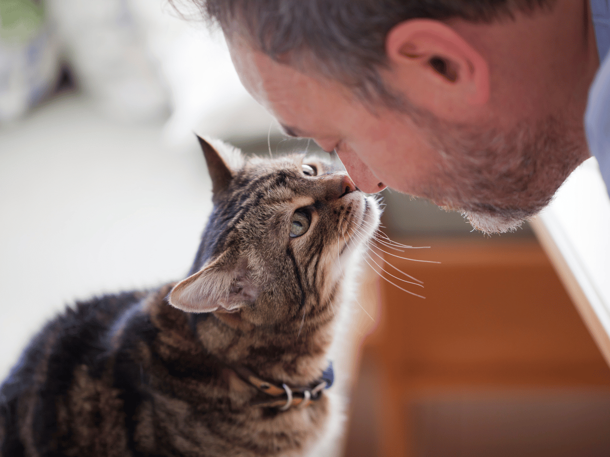 Un propriétaire de chat qui colle son nez contre celui de son chat en signe d'affection. Ce chat bénéficie des remèdes naturels de haute qualité d'HomeoAnimo.