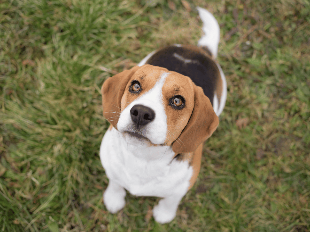 Un chien beagle assis dans l'herbe qui regarde la caméra. Les experts en santé animale d'HomeoAnimo sont là pour l'aider!