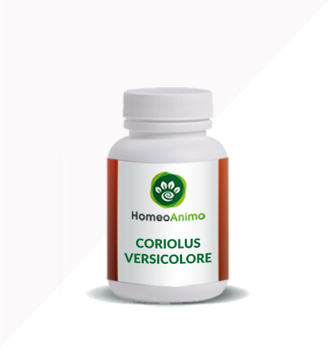 Coriolus Versicolor mushroom to stimulate the immune system.
