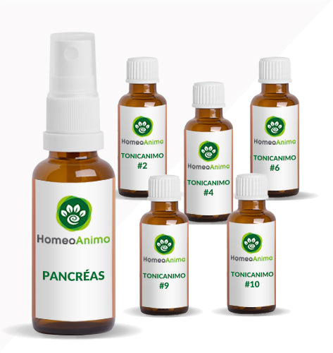 PANCRÉAS - KIT SUPÉRIEUR